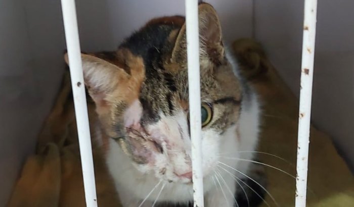 🐾 Ajude a Gatinha Resgatada