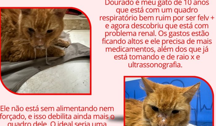 Ajude o Dourado