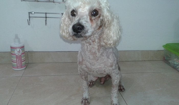 vaquinha para o poodle da Benjamin constant