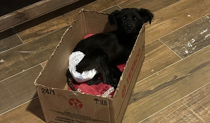 Resgate de amor. Ajude esse cachorrinho