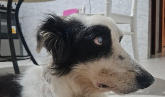 Ajude o Bread a voltar a enxergar