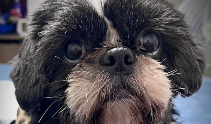 Cirurgia urgente para a Luna
