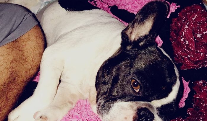 Doações para a recuperação da Dora