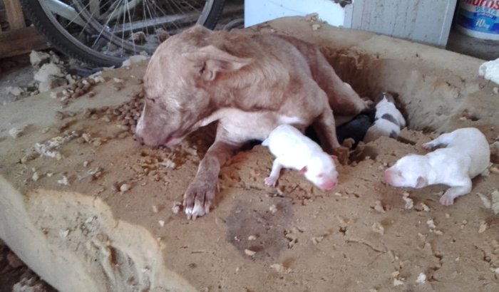 Cuidados para animais resgatados