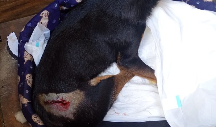 Ajude o Trovão na Cirurgia do Fêmur