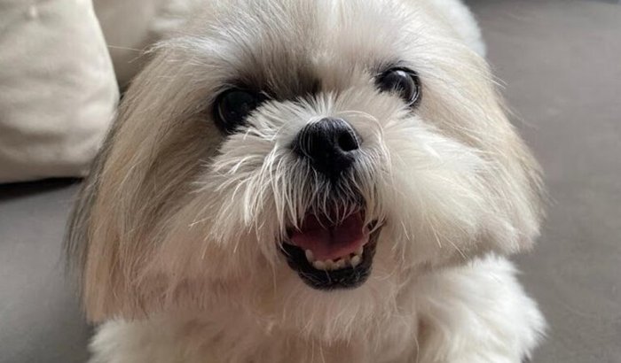 Um último ato de amor pela Pops 🐾