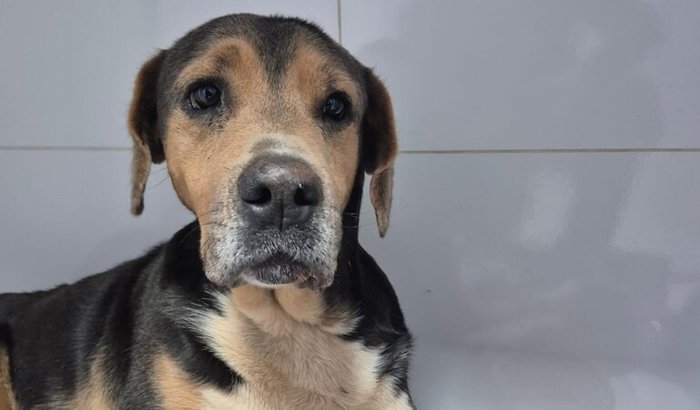 AJUDA NA CIRURGIA DO URSO 🐕
