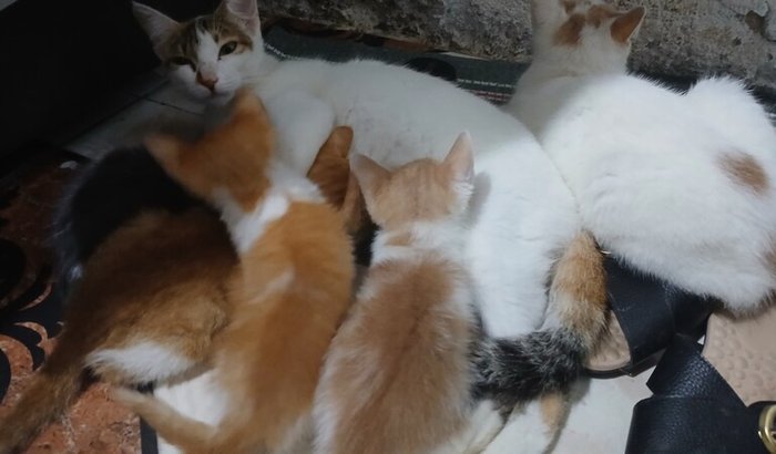 ♡Castração e vacinação da gatinha Nick Max e seus filhotes♡