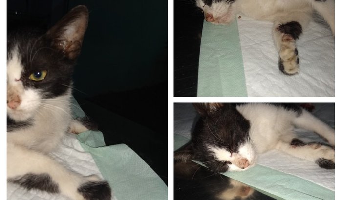 Vamos salva a vida da gatinha atropelada