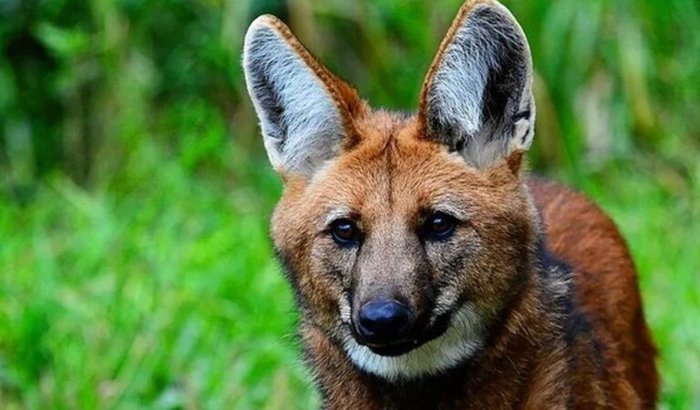 Bring Back Valko: Arrecadação para o Projeto Sou Amigo do Lobo.