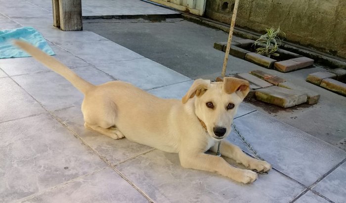 Cirurgia do Lucky