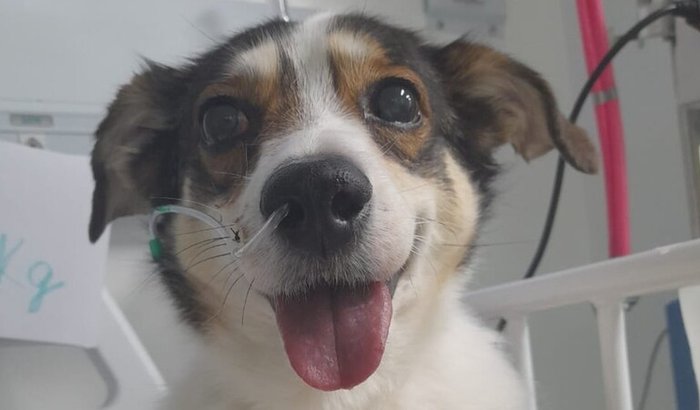 Ajude no tratamento e na recuperação da Lili