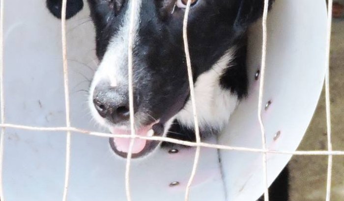 Tratamentos veterinários e medicações URGENTES