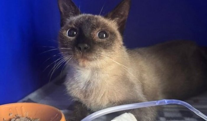 Ajude a Pagar a Quimioterapia da Gatinha Kiara (FeLV positivo)