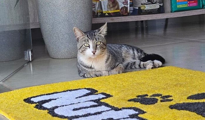 Ajude na cirurgia do nosso gatinho