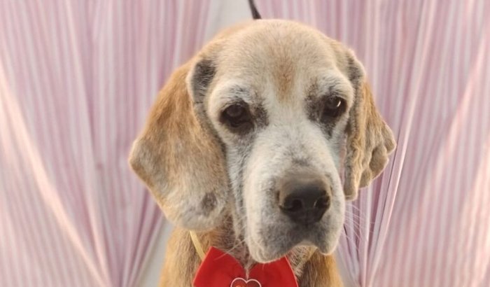 🐶Preciso da sua ajuda para salvar meu melhor amigo - MOLEQUE