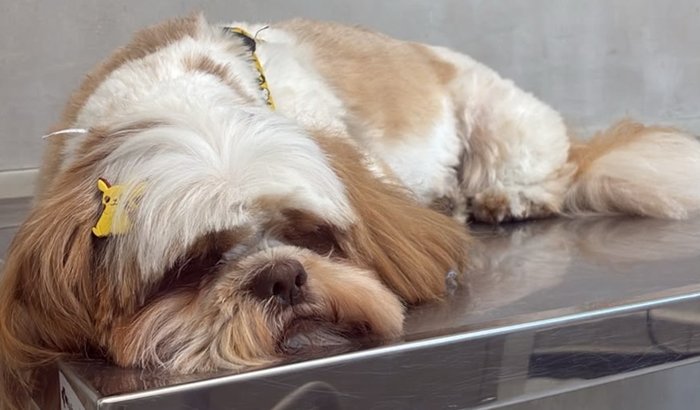 Cirurgia de emergência no meu shihtzu: tumor no fígado
