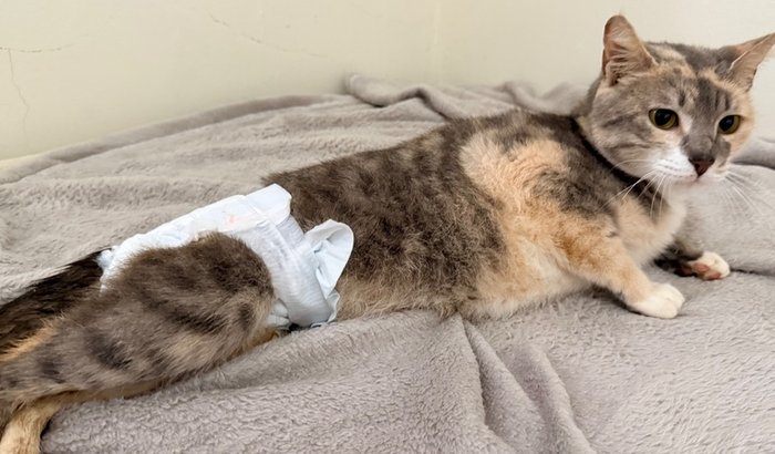 CIRURGIA GATINHA QUE LEVOU UM TIRO