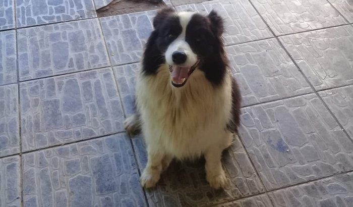 TODOS PELO BOB !