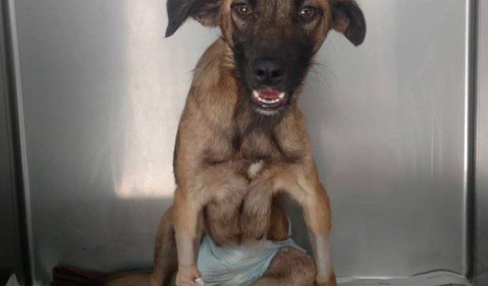 Ajude a salvar a kira 🐶