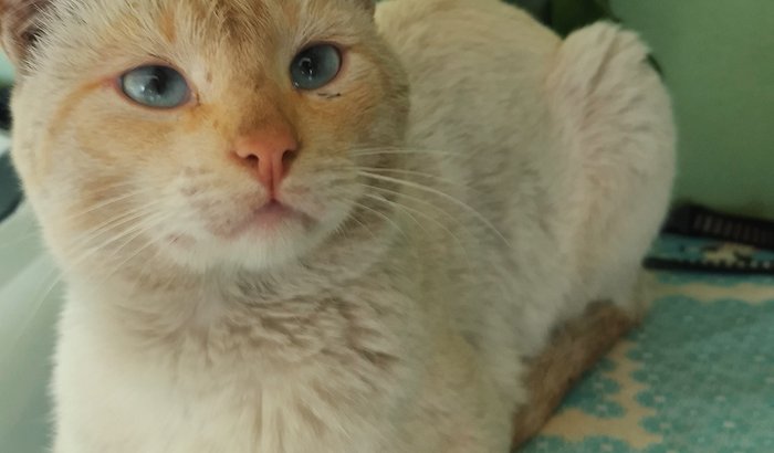 Gato Glenn