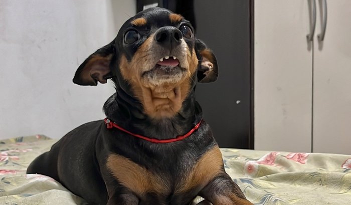 Ajude Lua a vencer o câncer de mama 🐾❤️