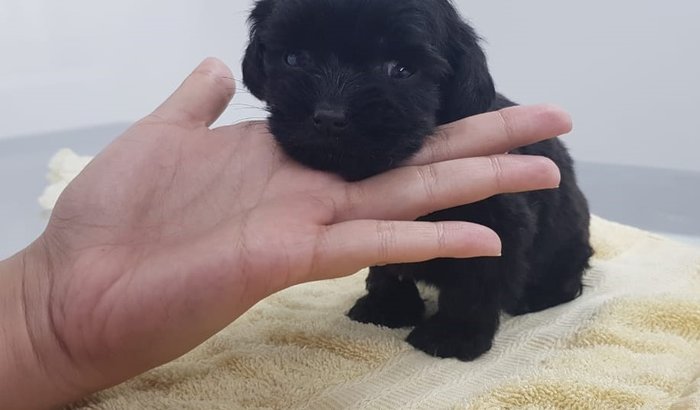 Ajudem o filhotinho !!