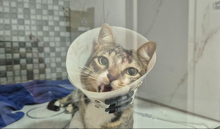 Ajude o gatinho Malandro