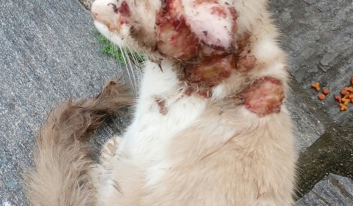 Gato com doença grave esporotricose