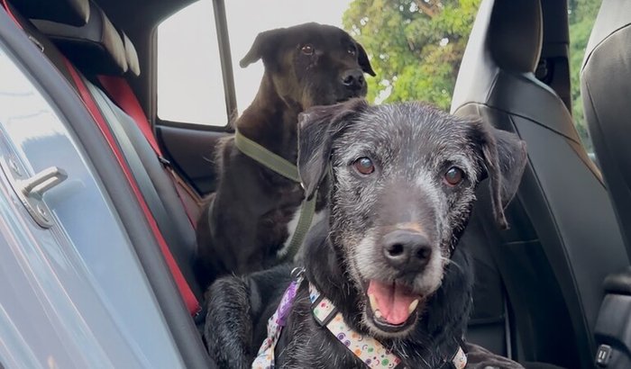 Mês Mundial do Cão - 30 cães em 30 dias