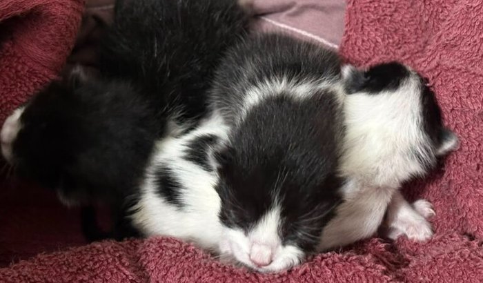 Vamos ajudar o trio de gatinhos do capô