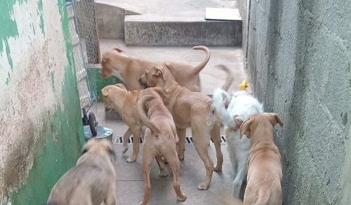 Me ajudar a adquirir um espaço pra cuidar destes cachorrinhos