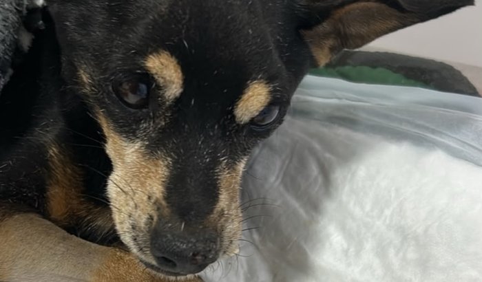 Ajude o Javali 🐶🐾