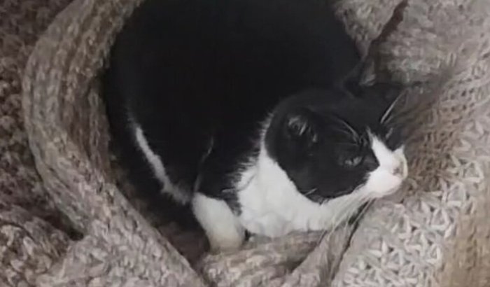 Resgatei uma gata de rua e preciso e oedico disse que tratamento seria caro