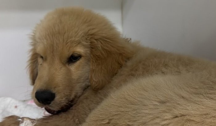 Cirurgia de urgencia Cloe - Golden atacada por Pitbull 05/08