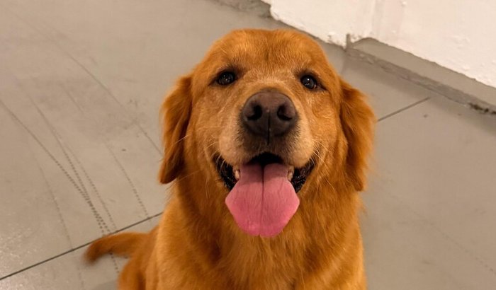 Ajude no tratamento da Mocca!