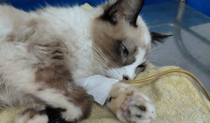Transfusão de sangue para Olivia