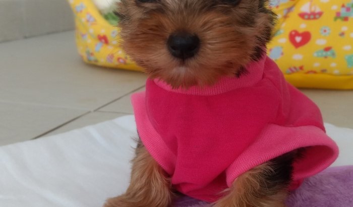 Ajude a Amora 