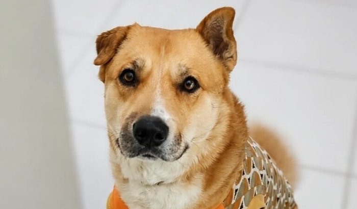 Ajude o Lupi a conquistar seu lar definitivo 🐾