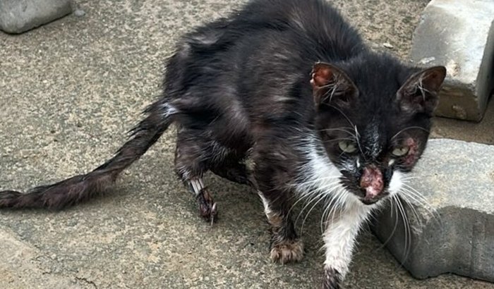 🐾 Ajude a Dar Uma Nova Chance Para Nina