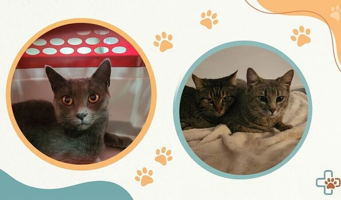 Operação: Gatas & Gatitos