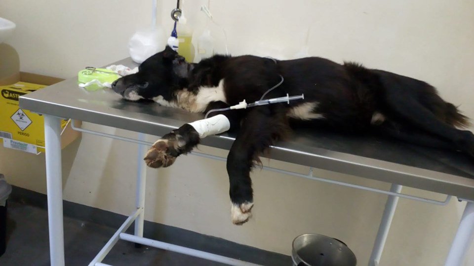 imagem da vaquinha SOS COLLIE