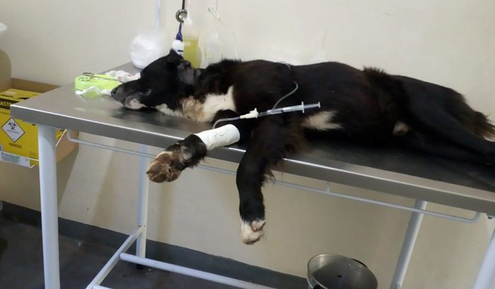 SOS COLLIE