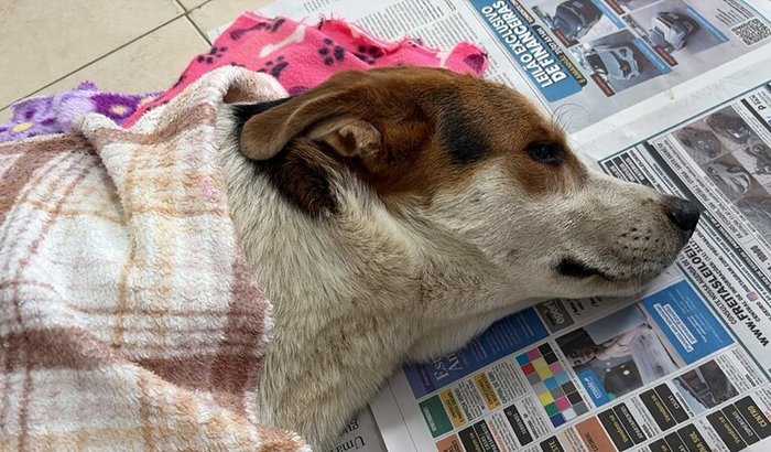 AJUDE O CHICO: CACHORRO FOI ATROPELADO E PRECISA DE CIRURGIA
