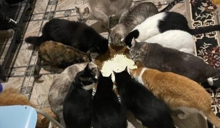 Vermífugo para os gatinhos