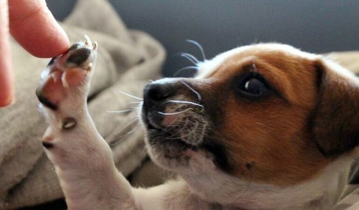 Ajuda a ajudar os animais!