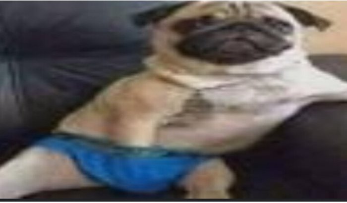 Ajude o Cachorro Ovudo a construir um cabaré em xique-xique Bahia
