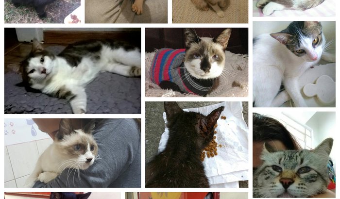 PROJETO DE PATAS DADAS COM GUGUZINHO