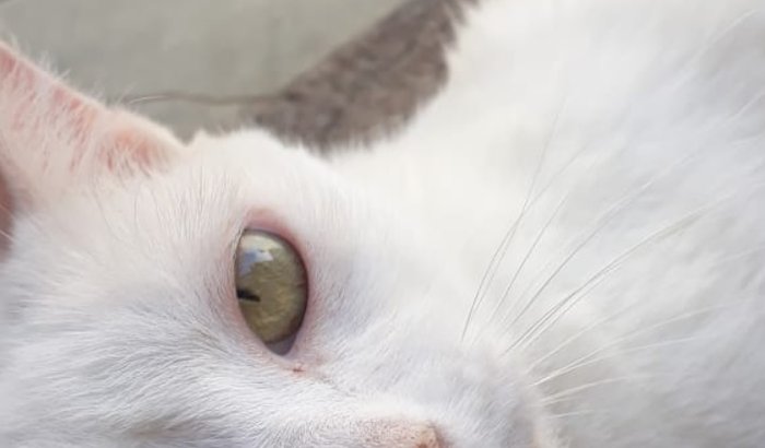 Ajudem a minha gatinha Neve