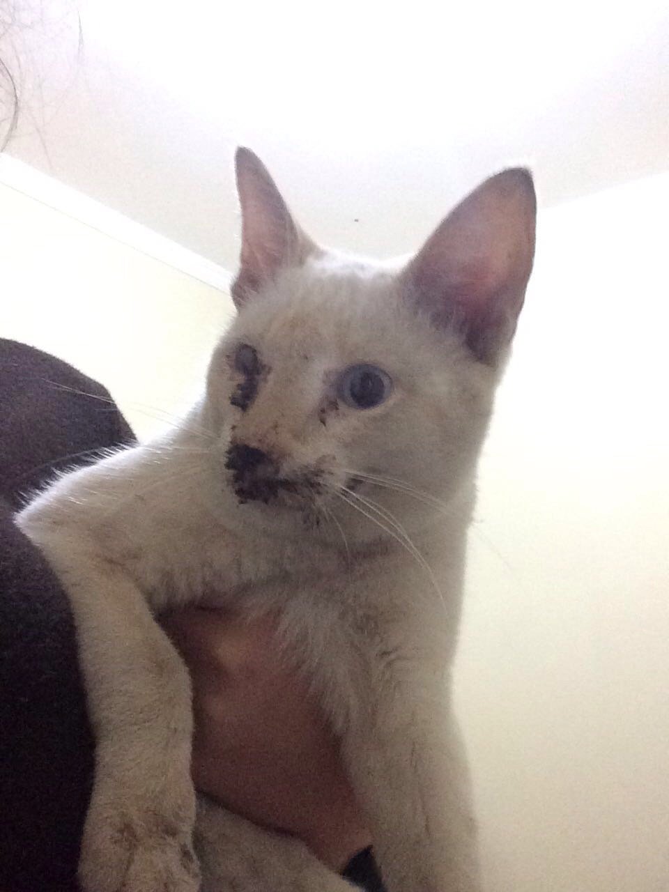 imagem da vaquinha Gata machucada urgente 